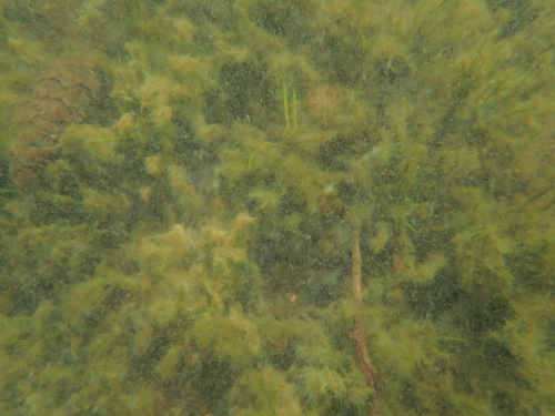 Image of Isoetes occidentalis by (c) Timothy McNitt, some rights reserved (CC BY)