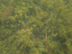 Isoetes occidentalis