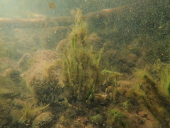 Isoetes occidentalis