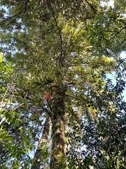 Knightia excelsa