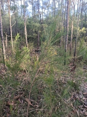 Allocasuarina torulosa