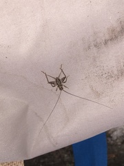 Gryllomorpha dalmatina