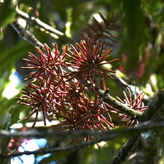 Knightia excelsa