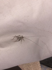 Gryllomorpha dalmatina