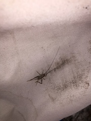 Gryllomorpha dalmatina