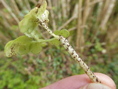 Puccinia adoxae