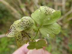 Puccinia adoxae