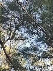 Allocasuarina torulosa