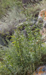 Urtica cannabina