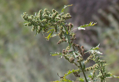 Urtica cannabina