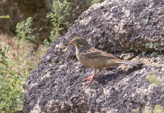 Emberiza hortulana