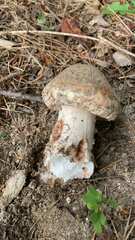 Amanita novinupta