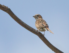 Emberiza cioides