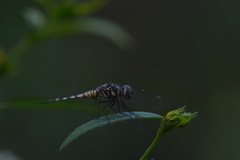 Brachydiplax sobrina