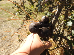 Andricus quercuscalifornicus