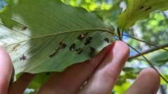 Acalitus ferrugineum