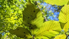 Acalitus ferrugineum