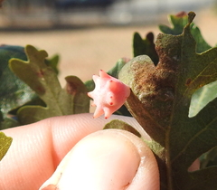 Cynips douglasii