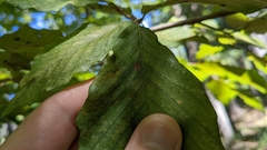 Acalitus ferrugineum