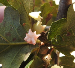 Cynips douglasii