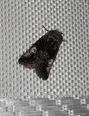 Copanarta aurea