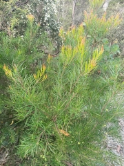 Persoonia