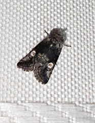 Copanarta aurea