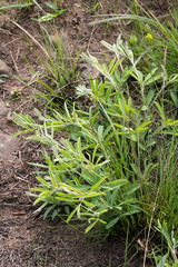 Tephrosia bachmannii