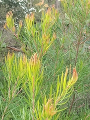 Persoonia