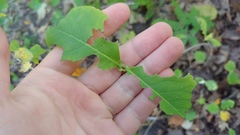 Lonicera dioica