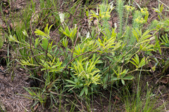 Tephrosia bachmannii