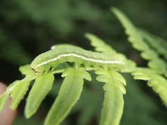 Callopistria placodoides