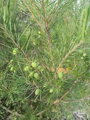 Persoonia
