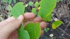 Lonicera dioica