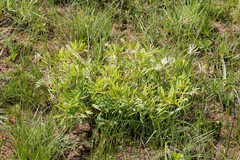 Tephrosia bachmannii