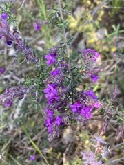 Comesperma ericinum
