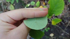 Lonicera dioica