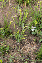 Gnidia nodiflora