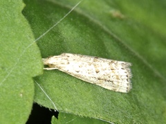 Microchilo inouei