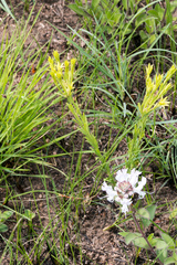 Gnidia nodiflora