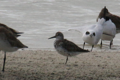 Calidris tenuirostris