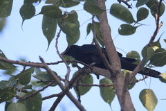 Eudynamys scolopaceus