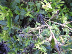 Periploca ceanothiella