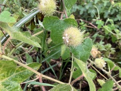 Passiflora vesicaria