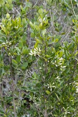 Tricalysia capensis