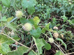 Passiflora vesicaria