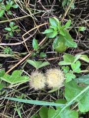 Passiflora vesicaria