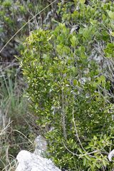 Tricalysia capensis