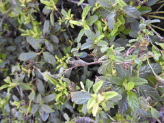 Periploca ceanothiella