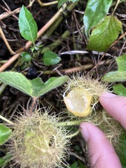 Passiflora vesicaria